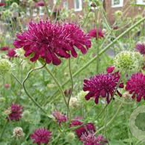 Knautia m. 'Red Knight' GM P9