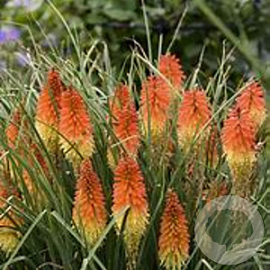 Kniphofia 'Backdraft' GM P9
