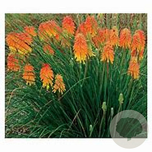 Kniphofia Ember Glow GM P9