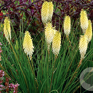 Kniphofia 'Pineapple Popsicle' GM P9