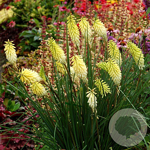 Kniphofia 'Pineapple Popsicle' GM P9