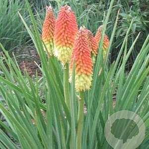 Kniphofia 'Royal Castle' GM P9