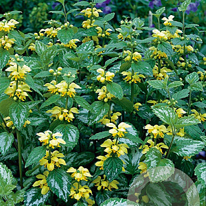 Lamiastrum gal. 'Florentinum' GM P9