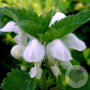 Lamium mac. 'Album' GM P9