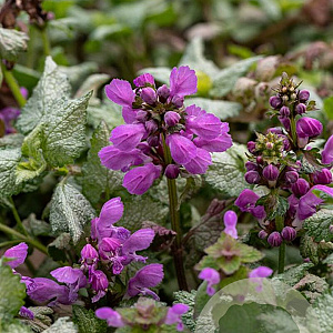 Lamium mac. 'Red Nancy' GM P9