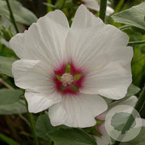 Lavatera 'Blushing Bride' GM P9