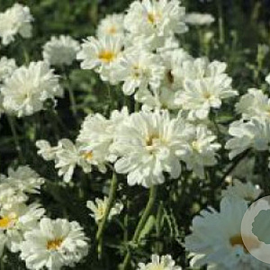 Leucanthemum 'Paladin' GM P9