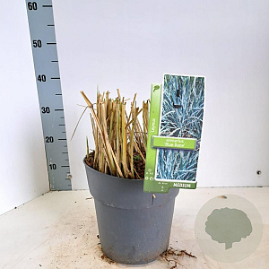 Leymus arenarius 'Blue Dune' 30-40 cm 6,5L