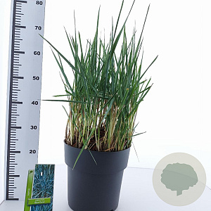 Leymus arenarius 'Blue Dune' 30-40 cm 12L