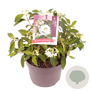 Viburnum plic. 'Watanabe' 30-40 cm 5,0L