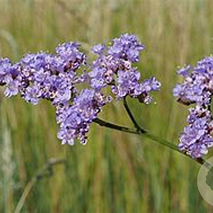 Limonium lat. 'The Butler' GM P9