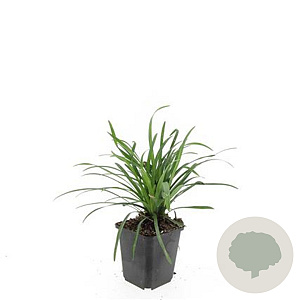 Liriope muscari 'Big Blue' GM P9