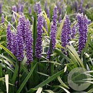 Liriope muscari 'Early Fascination' GM P9