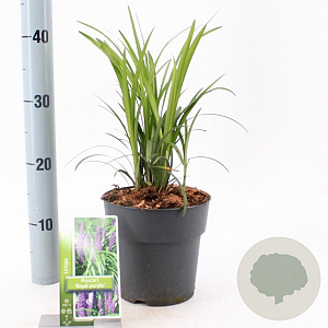 Liriope muscari 'Royal Purple' 20-25 cm 2,0L