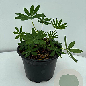 Lupinus 'Gallery White' GM 2,0L