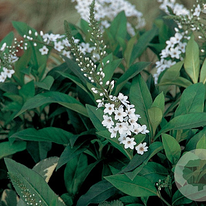 Lysimachia 'L9902' GM P9