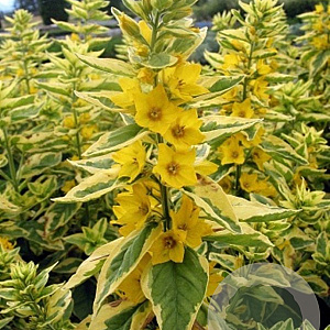 Lysimachia punctata GoldenAlexander GM P9