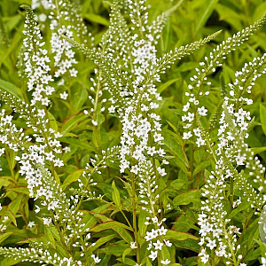 Lysimachia Snow Candles GM P9