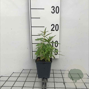 Lythrum salicaria GM P9