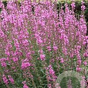 Lythrum sal. 'Lady Sackville' GM P9