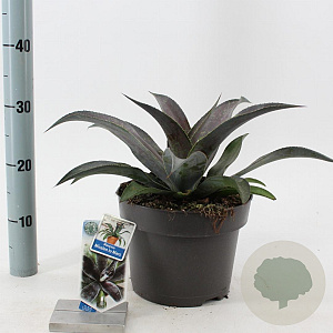 Mangave Mad About Man. Miss.to Mars 30-35 cm 5,0L