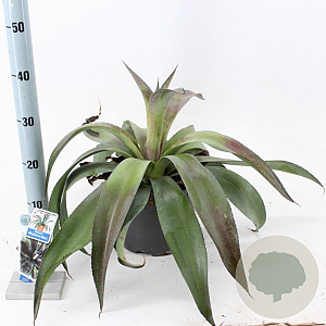 Mangave Mad About Man. Miss.to Mars 30-35 cm 5,0L