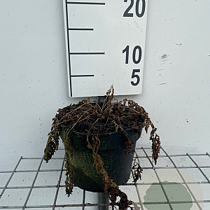 Matteuccia struthiopteris GM 2,0L