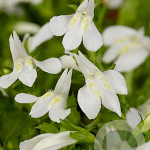 Mazus reptans 'Albus' GM P9
