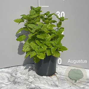 Melissa officinalis GM 2,0L