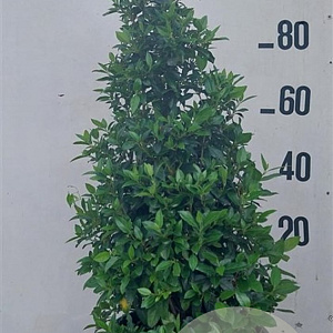 Viburnum tinus 100 cm 35L
