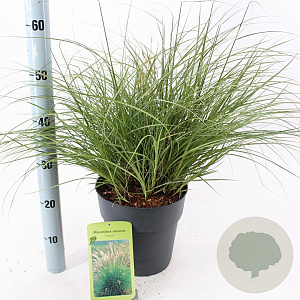 Miscanthus sin. 'Adagio' 40-60 cm 6,5L