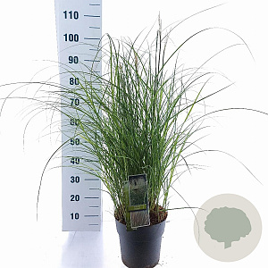 Miscanthus sin. 'Adagio' 40-60 cm 6,5L