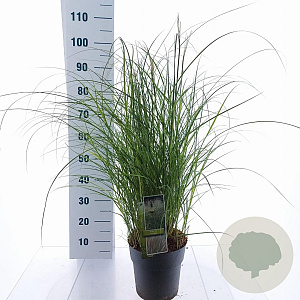 Miscanthus sin. 'Adagio' 40-60 cm 6,5L