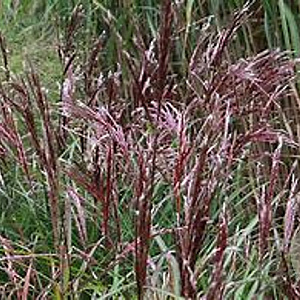 Miscanthus sin. 'China' GM  P11