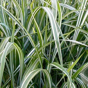 Miscanthus sinensis condensatus GM  P11