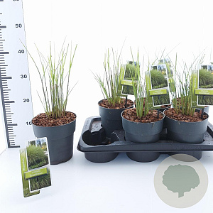 Miscanthus sin. 'Gracillimus' 30-60 cm 2,0L