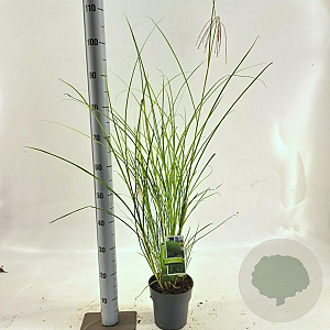 Miscanthus sin. 'Gracillimus' 30-60 cm 2,0L