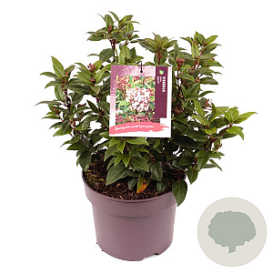 Viburnum tin. Spirit 30-40 cm 5,0L