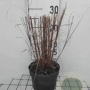 Miscanthus sin. 'Kleine Fontäne' GM 2,0L