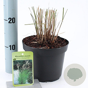 Miscanthus sin. 'Kleine Silbersp.' 30-60 cm 2,0L
