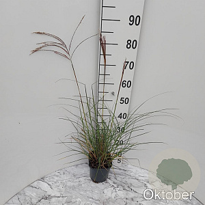 Miscanthus sin. 'Kleine Silbersp.' GM 2,0L