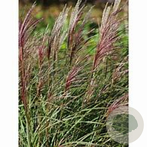 Miscanthus sin. 'Krater' GM  P11