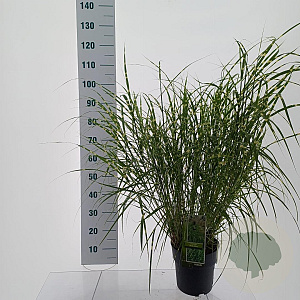 Miscanthus sin. 'Little Zebra' 50-80 cm 6,5L