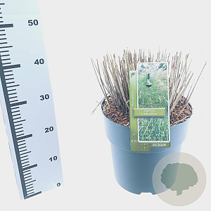 Miscanthus sin. 'Little Zebra' 60-100 cm 12L