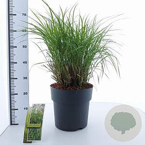 Miscanthus sin. 'Little Zebra' 60-100 cm 12L