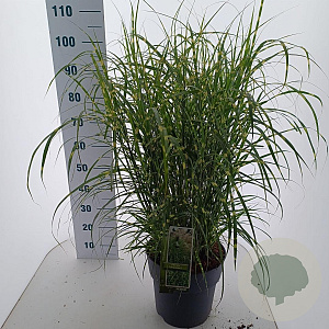 Miscanthus sin. 'Little Zebra' 60-100 cm 12L