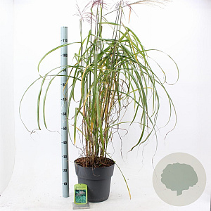 Miscanthus sin. 'Malepartus' 60-100 cm 12L