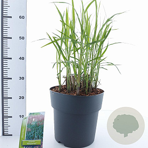 Miscanthus sin. 'Malepartus' 60-100 cm 12L