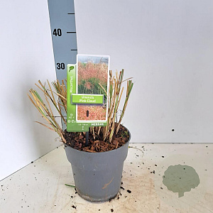 Miscanthus sin. Pink Cloud GM 6,5L