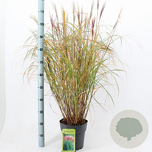 Miscanthus sin. 'Red Chief' 50-80 cm 6,5L